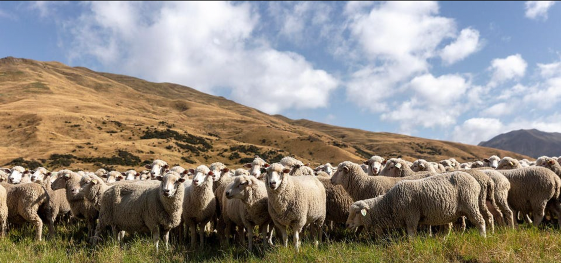 With New Sustainability Commitments, Allbirds Accelerates A ‘Cradle-To-Grave Approach’ That Incorporates Consumers And Supply Chain - Christopher Marquis